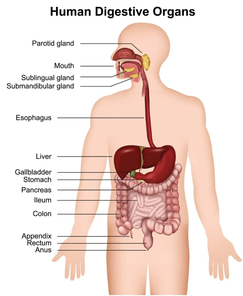 Natural Movement to Aid Peristalsis