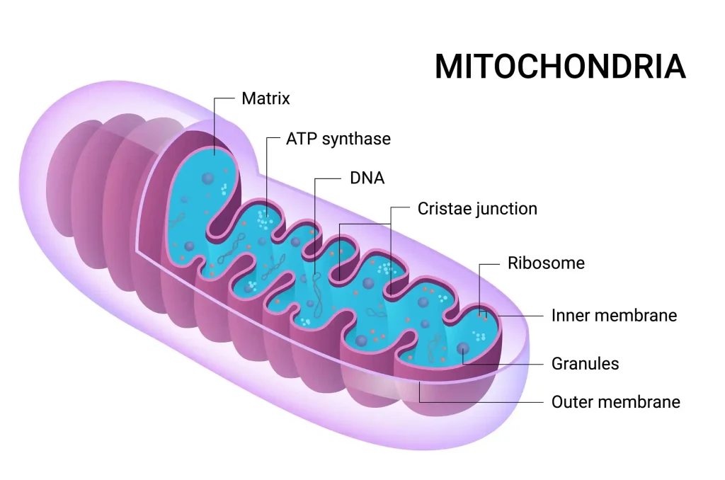 How to Slow Down Aging Naturally (Improve Your Healthspan) 5 Mitochondrial Efficiency