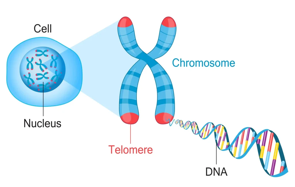 How to Slow Down Aging Naturally (Improve Your Healthspan) 3 Protecting Telomeres