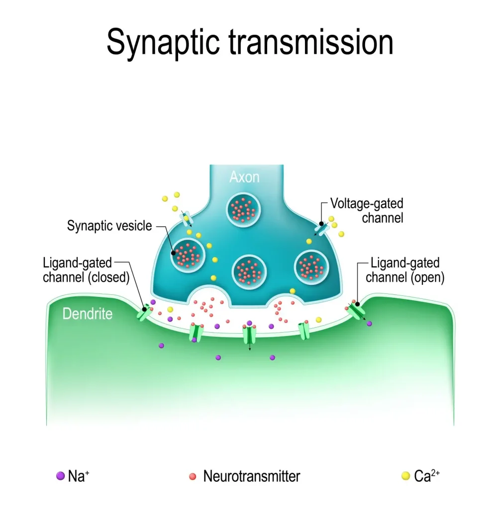 The Real Dopamine Detox Benefits (And What to Expect in Week 1) 3 The Mechanism of Resensitization