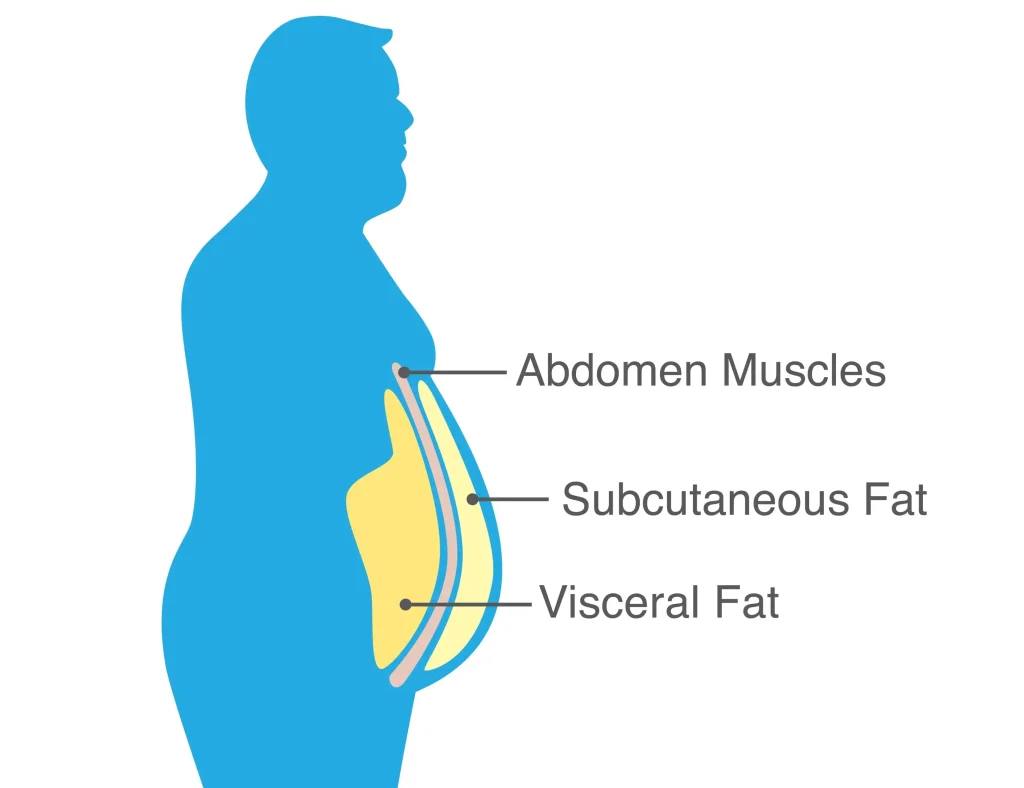 Cortisol and Belly Fat Explained: Why Stress Targets Your Waist 3 Visceral Fat as an Active Organ